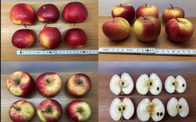 Seminar: Die Kunst der Obstsortenbestimmung