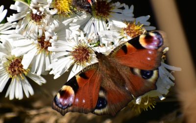 Ausflug zur Landesgartenschau Ellwangen