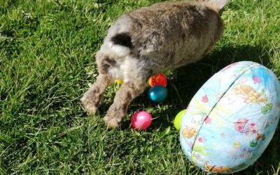 „Frühlingsbasteln“ für Erwachsene